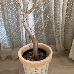フィカス　ベンガレンシス　31日までの画像