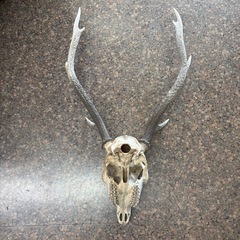 鹿の角　頭蓋骨付き1の画像