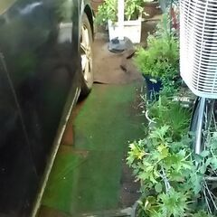 はちよせの画像
