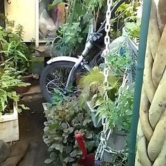 はちよせの画像