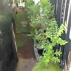 はちよせの画像