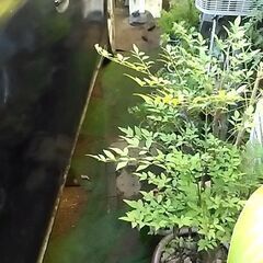 はちよせの画像