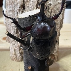 カブトムシ　1ペアの画像
