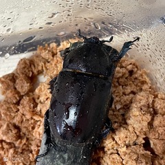 カブトムシ　1ペアの画像