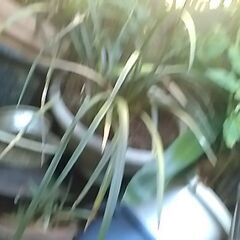 はちよせの画像