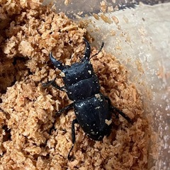 本土ヒラタクワガタ　♂3匹の画像