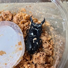 本土ヒラタクワガタ　♂3匹の画像