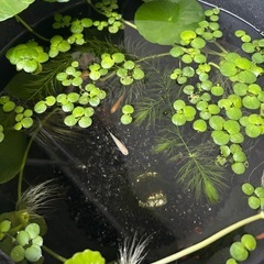 メダカの画像