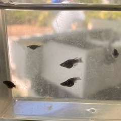 メダカ オロチ ダルマ 稚魚 5匹の画像