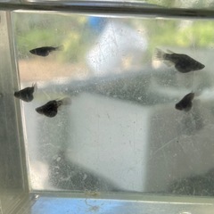 メダカ オロチ ダルマ 稚魚 5匹の画像