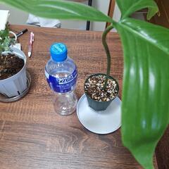 観葉植物　フィロデンドロン　　3の画像