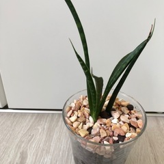 🪴観葉植物『サンスベリア　ミカド』ハイドロカルチャーの画像