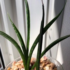 🪴観葉植物『サンスベリア　ミカド』ハイドロカルチャーの画像