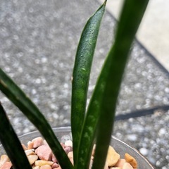 🪴観葉植物『サンスベリア　ミカド』ハイドロカルチャーの画像