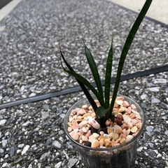 🪴観葉植物『サンスベリア　ミカド』ハイドロカルチャーの画像