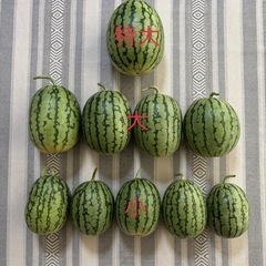小玉すいか(特大)
の画像