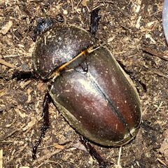 カブトムシ　オスとメスのペア　ラスト１組の画像