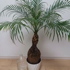 一点もの★根上り　八丈島産　ロベ　フェニックスロベレニー　シンノウヤシ　6号　観葉植物　ヤシ　個性的　の画像