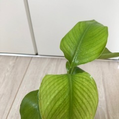 🪴観葉植物『ストレリチア』ハイドロカルチャーの画像