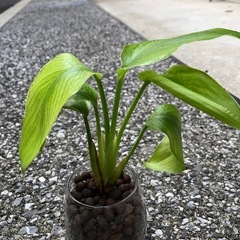 🪴観葉植物『ストレリチア』ハイドロカルチャーの画像