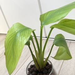 🪴観葉植物『ストレリチア』ハイドロカルチャーの画像