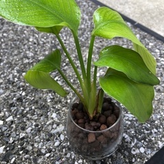 🪴観葉植物『ストレリチア』ハイドロカルチャーの画像