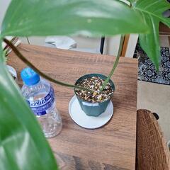 観葉植物　フィロデンドロン　　　4の画像