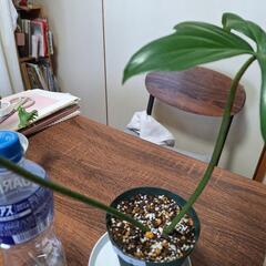 観葉植物　フィロデンドロン　　　4の画像