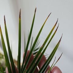 一点もの★根上り　八丈島産　ロベ　フェニックスロベレニー　シンノウヤシ　6号　観葉植物　ヤシ　個性的　の画像