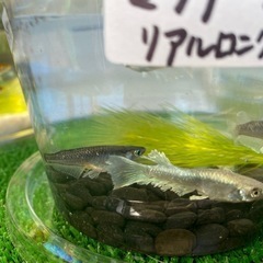 メダカ無人販売
の画像