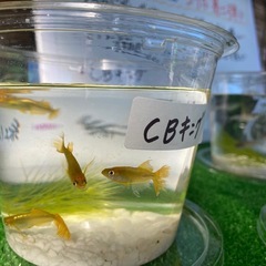 メダカ無人販売
の画像