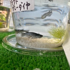 メダカ無人販売
の画像