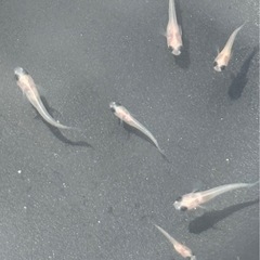 メダカ(パンダメダカ) 若魚 期間限定　増量10匹→15匹 500円の画像