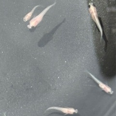 メダカ(パンダメダカ) 若魚 期間限定　増量10匹→15匹 500円の画像