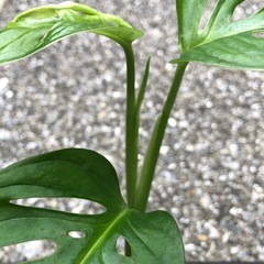 🪴観葉植物『モンステラ　マドカズラ』　ハイドロカルチャーの画像