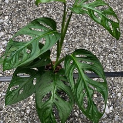 🪴観葉植物『モンステラ　マドカズラ』　ハイドロカルチャーの画像