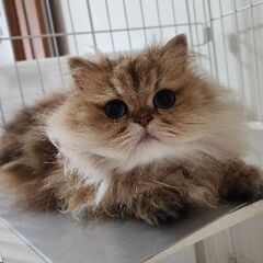 よろしければ里親になっていただきたいです