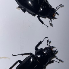 ギラファノコギリクワガタの画像
