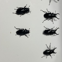 ギラファノコギリクワガタの画像