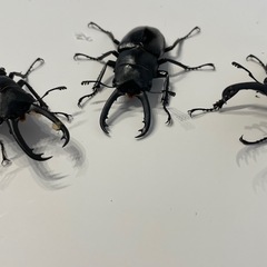 ギラファノコギリクワガタの画像