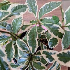 観葉植物　アルディシアの画像