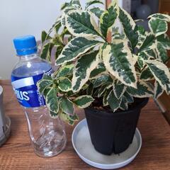 観葉植物　アルディシアの画像