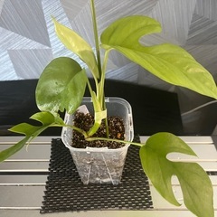 【観葉植物】姫モンステラの画像