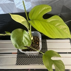 【観葉植物】姫モンステラの画像