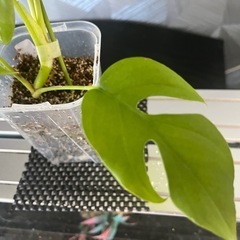 【観葉植物】姫モンステラの画像