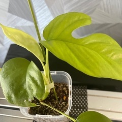 【観葉植物】姫モンステラの画像