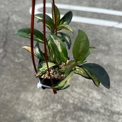 ホヤ　カルノーサ　エキゾチカの画像