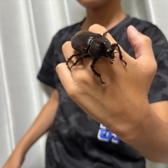 カブトムシの画像