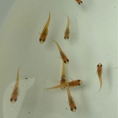 メダカ(楊貴妃メダカ)若魚 5匹 300円の画像