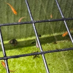 メダカ(楊貴妃メダカ)若魚 5匹 300円の画像